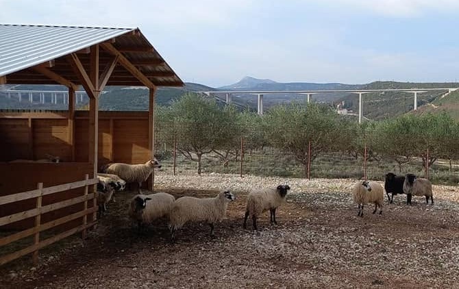 sheeps